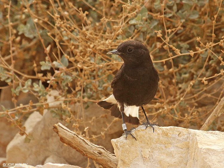   Basalt Wheatear Oenanthe lugens  basalti ,  31-03-03  